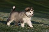 ALASKAN MALAMUTE 633